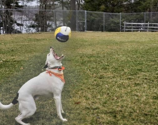 Taj love his volleyball, Wilson.