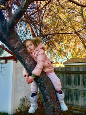 Resting tree at cottonwood REC center