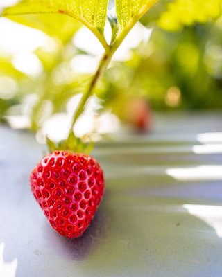 2021 Strawberry Picking at Gizdich Ranch