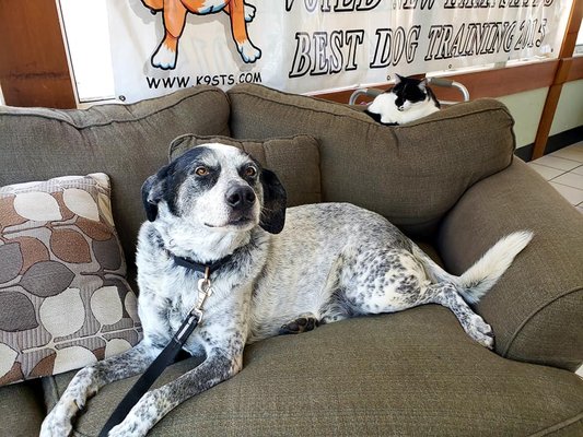 Doggie Day School senior student Ryder relaxing after practicing some obedience! Ryder used to have a big problem with cats too! xoxo