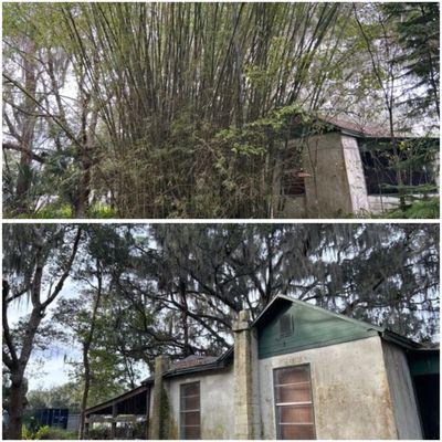 Bamboo removal