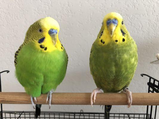 my birds