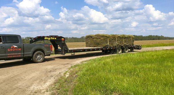 Bahia sod delivery