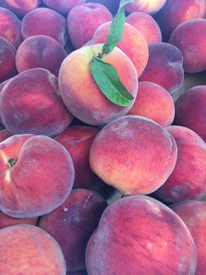 Western Maryland tree ripened peaches. Nectarines, plums, white peaches, yellow peaches.