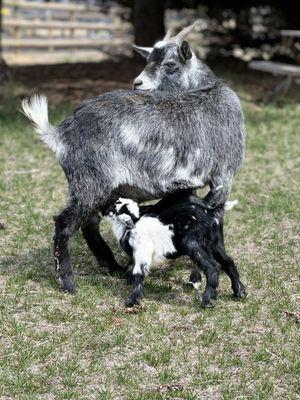 Mama goat with her babies