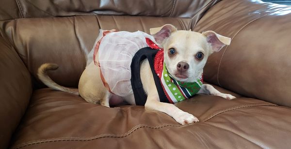 Gemma loves her new holiday bandana.  Looks great with her "Santa Baby" tutu :)