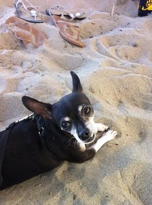 Beach Dog!