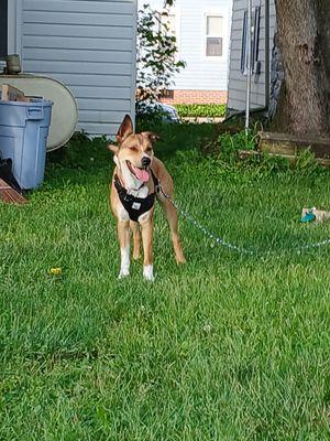 Rover Dog Sitting