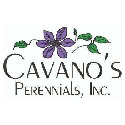 Cavano's Perennial