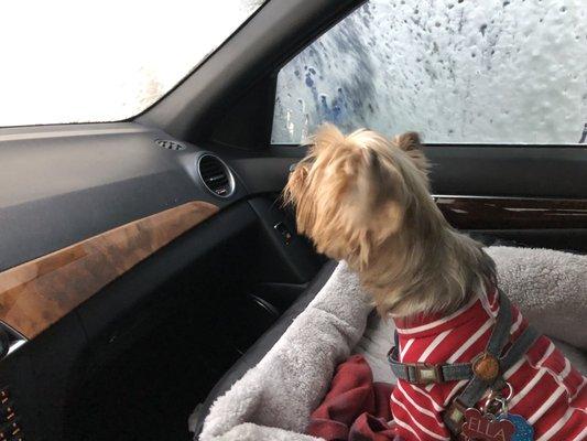 Curious dog in car wash while car gets suds