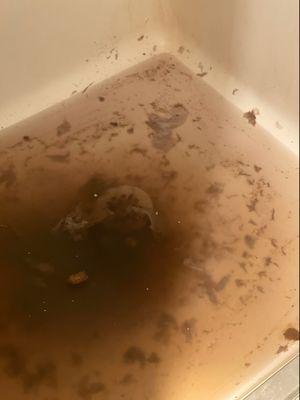 After 18K septic repair job by River City Environmental. Yes that is feces to emerging from the shower drain.