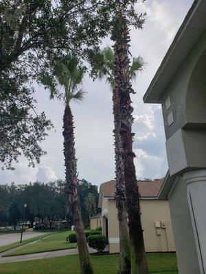 hurricane trim to palm trees.