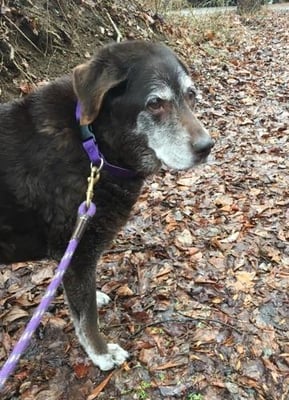 Treat your older dog to a break in the middle of the long day, here is one of our regulars, Molly, she even loves the rain!