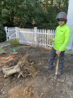 Holly tree that was planted without removing the wire basket and burlap.  This improper planting caused girdling roots and stress for tree.