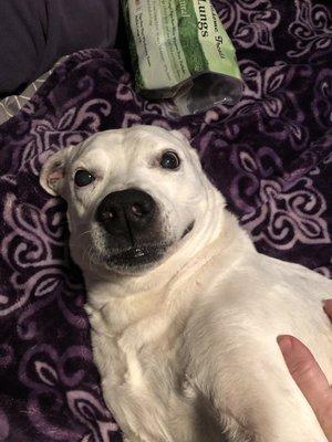 Stella enjoying her canine massage