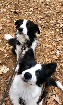 Rosie and Scout sisters!