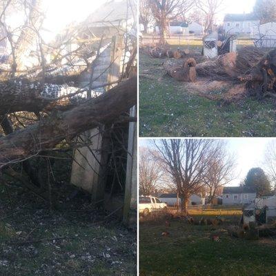 2 Neighbors & A Lawmower tackle emergency tree removal