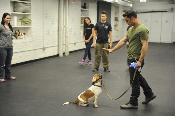 Training shelter dogs @AnimalHaven.