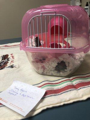 Hamster carrying cage on vet examination table with note from vet