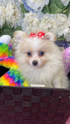 Pomeranian