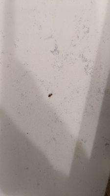 Young roach on kitchen counter top