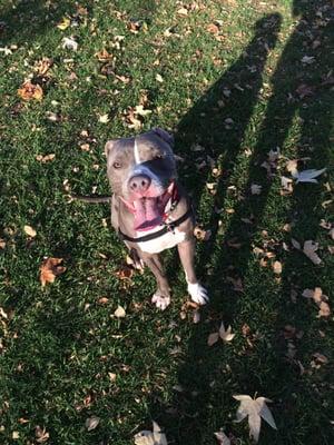 My boy Osiris having a great time at the park