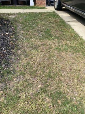 Lawn that was supposedly serviced