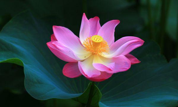 Human body should be healthy and pretty like a lotus flower.