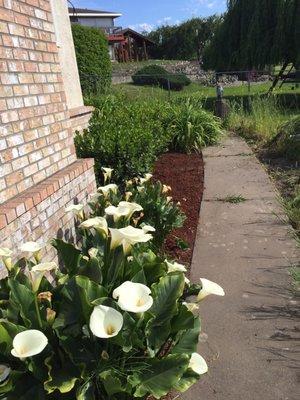 As you can see the landscaping was overrun with weeds I weeded and bought bark covering.