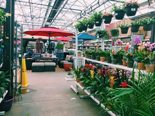 Indoor plants