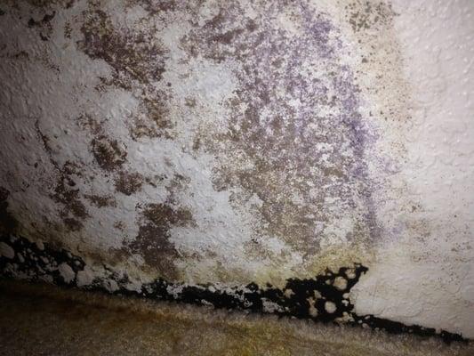 Black mold-Master Closet