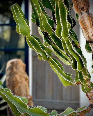 Wonderful collection at the Moorten Botanical Garden.