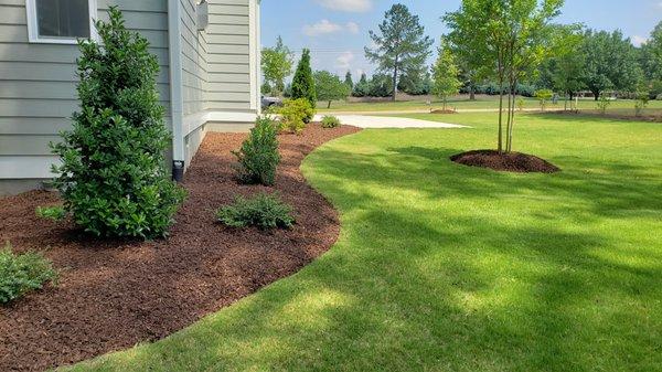 Mulch, shrub trim and lawn mow