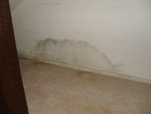 mold in garage