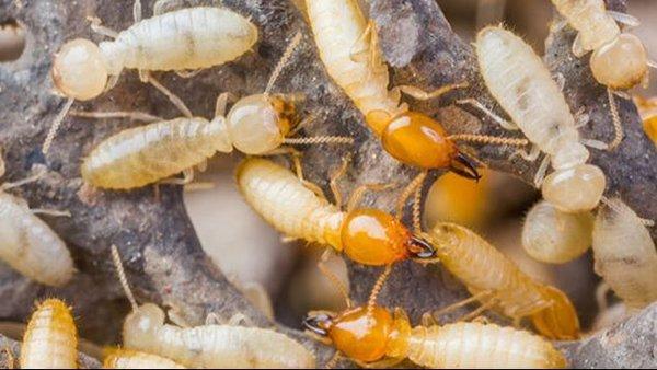 Termite Inspection