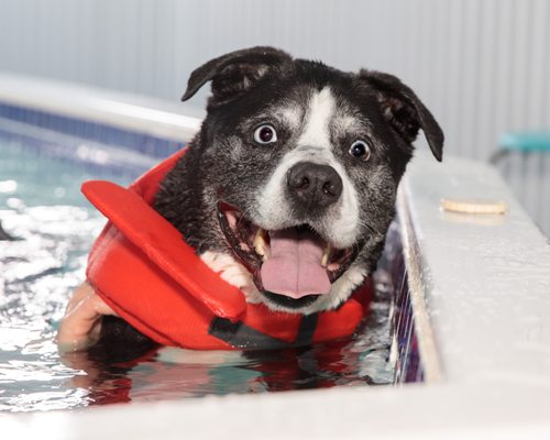 Canine water therapy