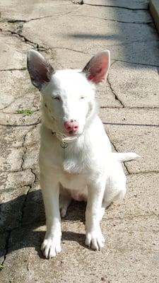 NAKITTA our new puppy seen for the first time today. Thanks again Dr. Godon and staff