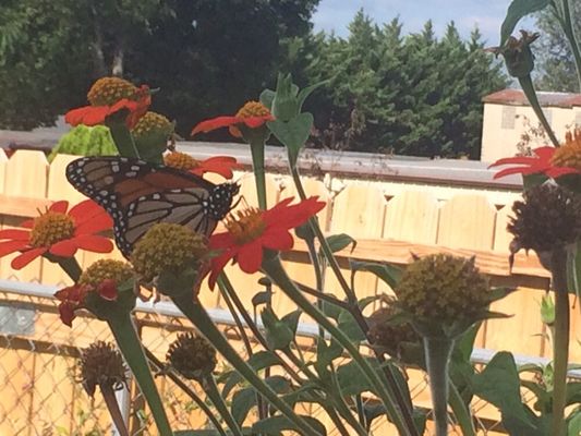 Monarch butterfly on Tithonia. Just one of many butterfly garden plants we carry.