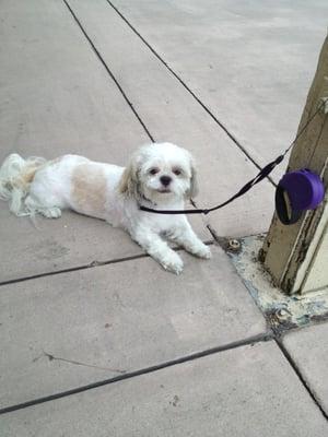 Gizmo after his hair cut!