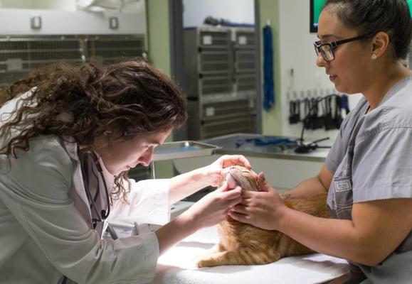 Northern Liberties Veterinary Center in Philadelphia, PA offers comprehensive wellness care examinations, vaccines, medical c...