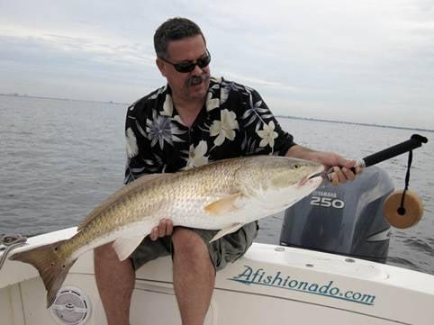 42" Redfish caught aboard the Afishionado with charter boat captain Wade Osborne, in Tampa Bay. Released to live another day!