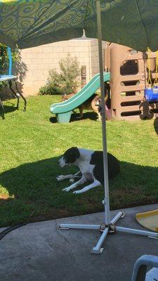 Lela chilling under the shade of the umbrella. I help provide hospice care for her.