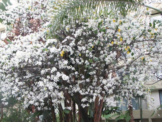 Trees in courtyard