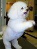 Bichon Frise with HAPPY PAWS!