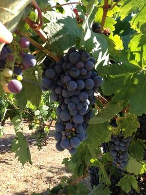 The wine grapes ready for harvest