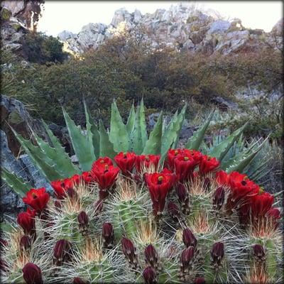 flowering cactus in the Four Peaks Wilderness, Arizona