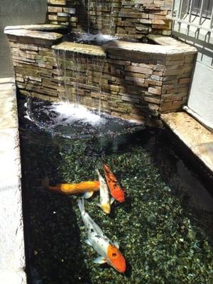 Oh koi!