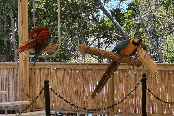 Parrot exhibit