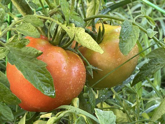 Tomatoes from the garden.