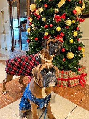 Two of my adorable clients posing December 2022 in the store (with no issues or comments about dogs not being allowed)